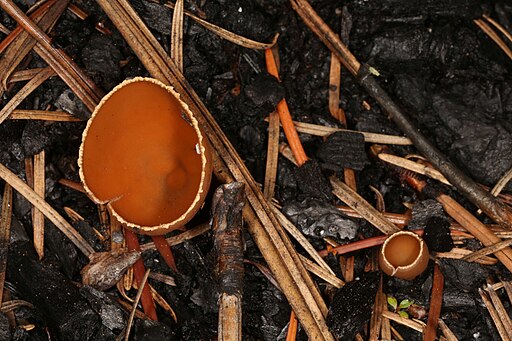Gemeiner Kohlenbecherling, Geopyxis carbonaria