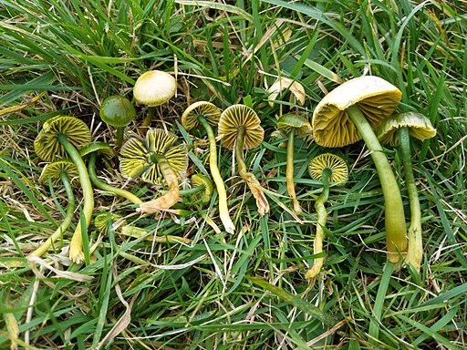 Papageigrüner Saftling, Gliophorus psittacinus