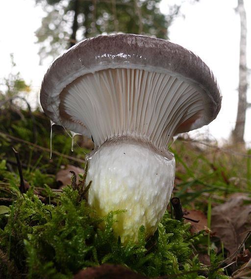 Großer Schmierling