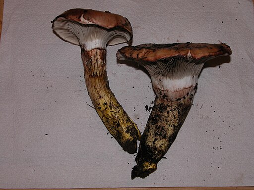 Großer Schmierling, Gomphidius glutinosus