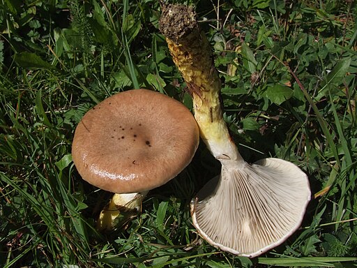 Großer Schmierling, Gomphidius glutinosus