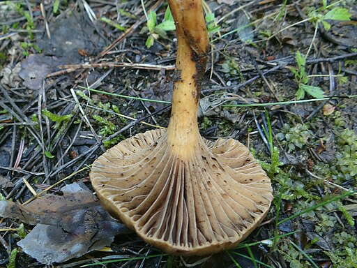 Fleckender Lärchen-Schmierling, Gomphidius maculatus