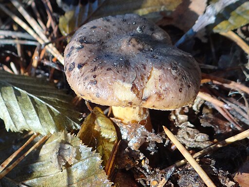 Fleckender Lärchen-Schmierling, Gomphidius maculatus