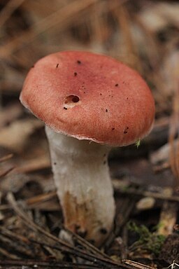 Rosenroter Schmierling