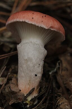 Rosenroter Schmierling, Gomphidius roseus