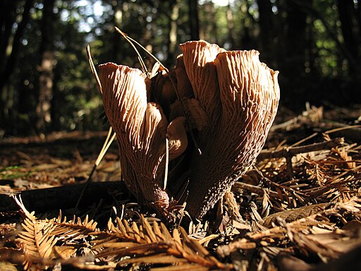 Schweinsohr (Pilz)