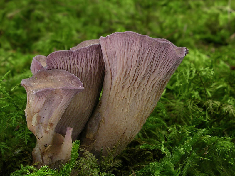 Schweinsohr (Pilz), Gomphus clavatus
