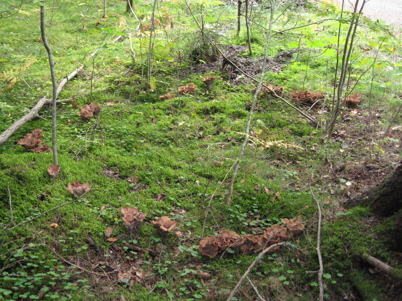 Schweinsohr (Pilz), Gomphus clavatus