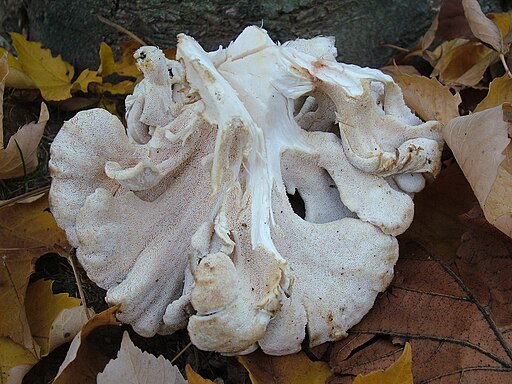 Gemeiner Klapperschwamm, Grifola frondosa