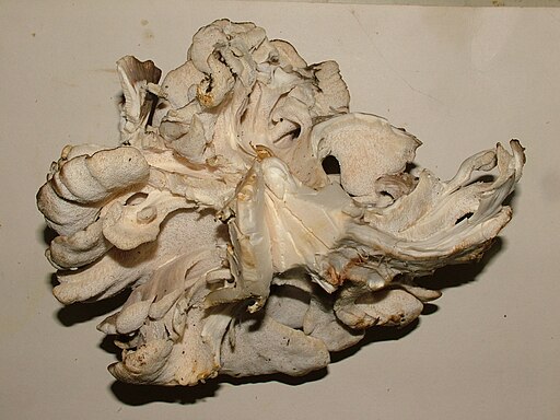 Gemeiner Klapperschwamm, Grifola frondosa
