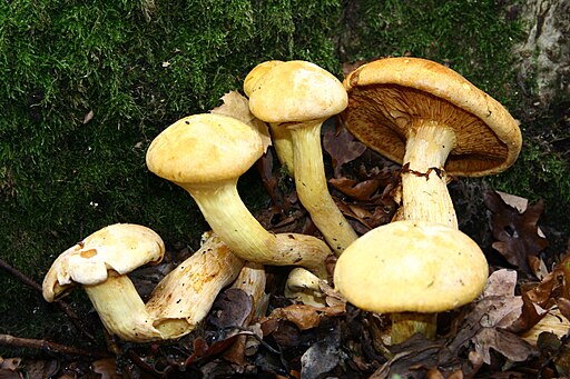 Beringter Flämmling, Gymnopilus junonius