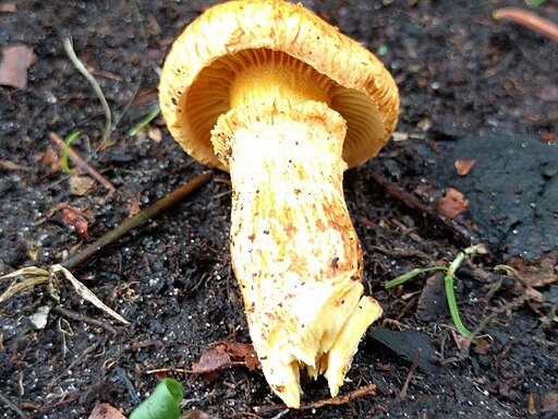 Beringter Flämmling, Gymnopilus junonius