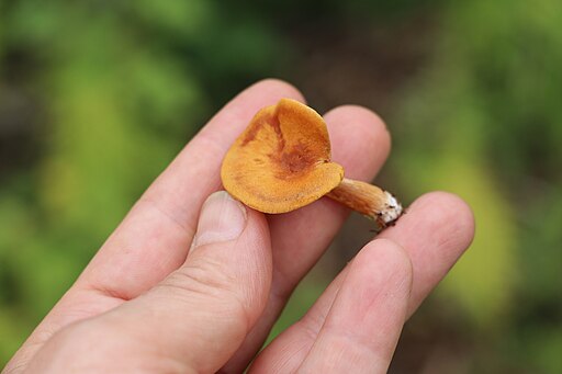 Geflecktblättriger Flämmling, Gymnopilus penetrans