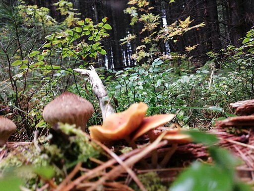 Geflecktblättriger Flämmling, Gymnopilus penetrans