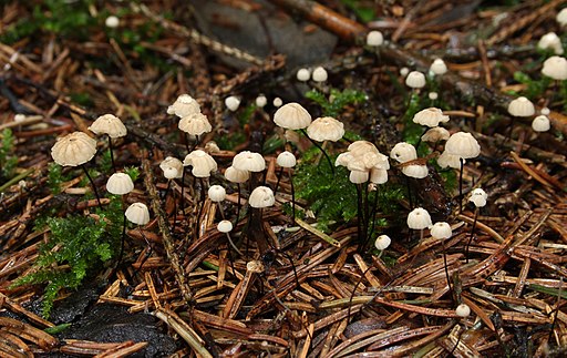 Rosshaar-Blasssporrübling, Gymnopus androsaceus