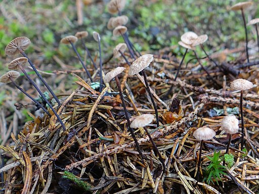 Rosshaar-Blasssporrübling, Gymnopus androsaceus