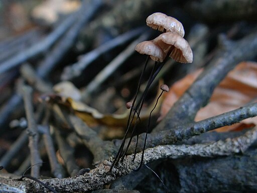 Rosshaar-Blasssporrübling, Gymnopus androsaceus