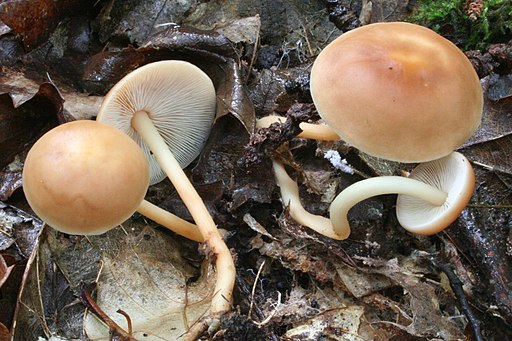 Gemeiner Waldfreund-Rübling, Gymnopus dryophilus