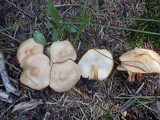 Gemeiner Waldfreund-Rübling, Gymnopus dryophilus