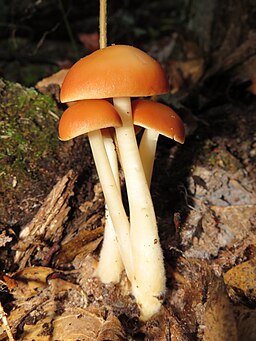 Gemeiner Waldfreund-Rübling, Gymnopus dryophilus