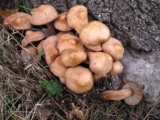 Spindeliger Rübling, Gymnopus fusipes