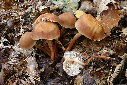 Spindeliger Rübling, Gymnopus fusipes