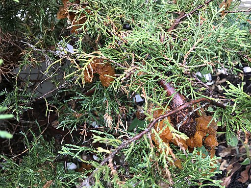 Birnengitterrost, Gymnosporangium fuscum