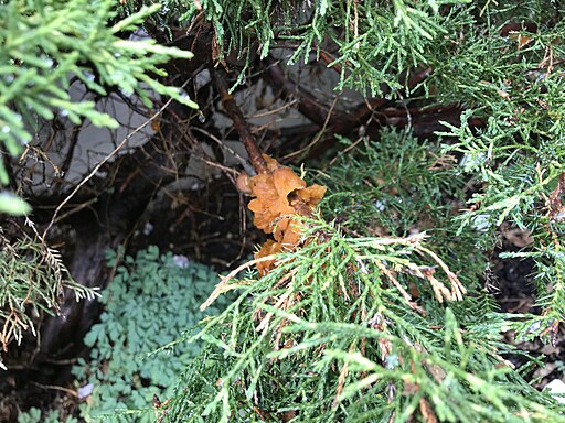 Birnengitterrost, Gymnosporangium fuscum