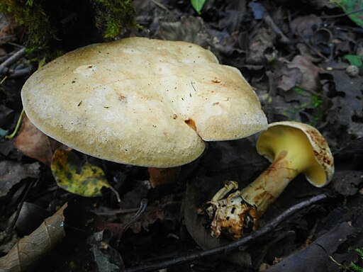 Erlen-Grübling, Gyrodon lividus
