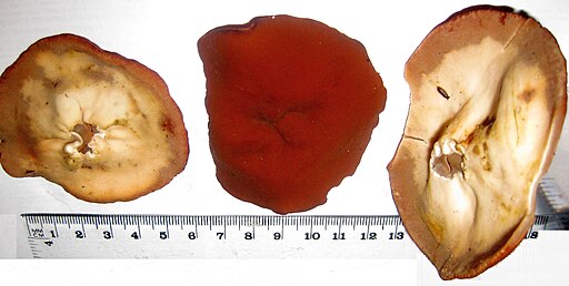 Scheiben-Lorchel, Gyromitra ancilis