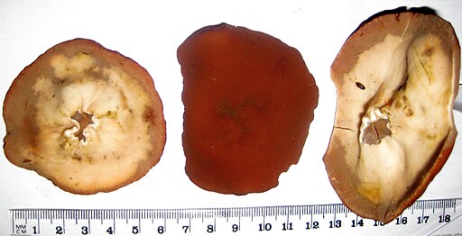 Scheiben-Lorchel, Gyromitra ancilis