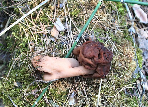 Frühjahrs-Giftlorchel, Gyromitra esculenta