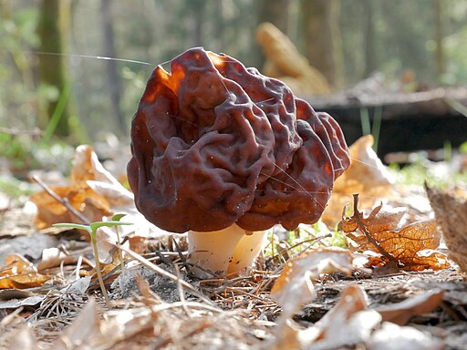 Frühjahrs-Giftlorchel, Gyromitra esculenta