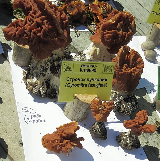 Zipfel-Lorchel, Gyromitra fastigiata