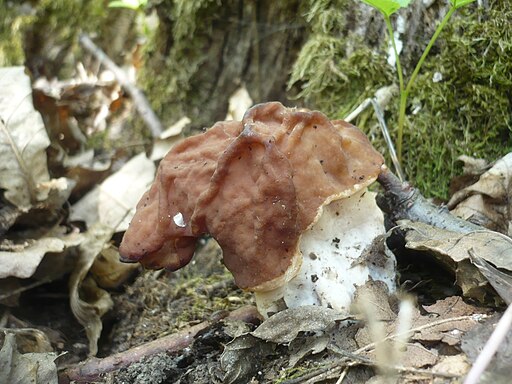 Zipfel-Lorchel, Gyromitra fastigiata