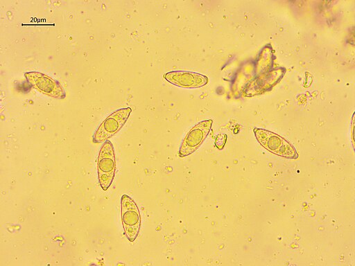 Riesen-Lorchel, Gyromitra gigas