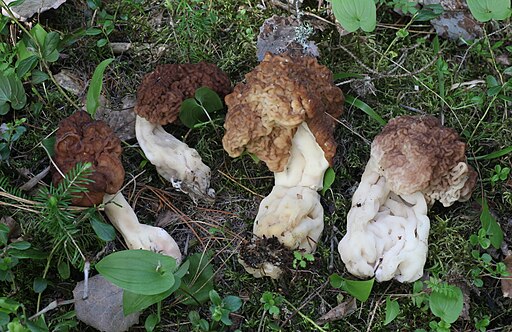 Riesen-Lorchel, Gyromitra gigas