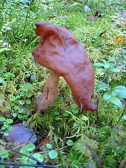 Bischofsmütze (Pilz), Gyromitra infula