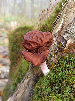 Bischofsmütze (Pilz), Gyromitra infula