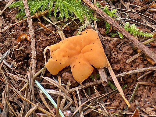 Dottergelbe Scheiben-Lorchel, Gyromitra leucoxantha