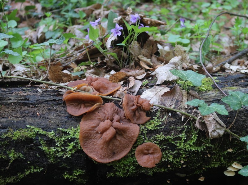 Schildförmige Scheiben-Lorchel, Gyromitra parma