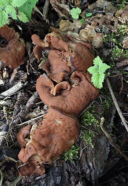 Schildförmige Scheiben-Lorchel, Gyromitra parma