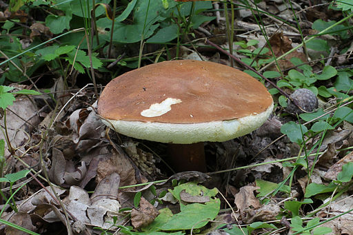Hasen-Röhrling