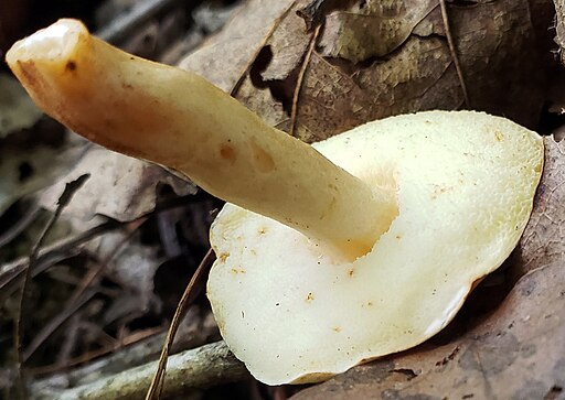 Hasen-Röhrling, Gyroporus castaneus