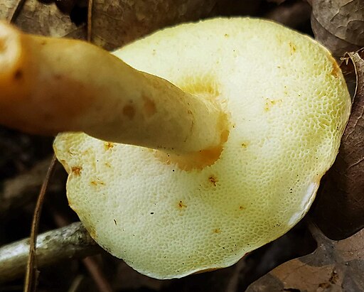 Hasen-Röhrling, Gyroporus castaneus
