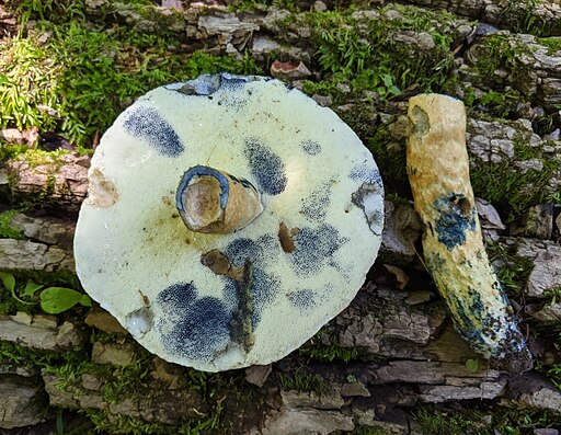 Kornblumen-Röhrling, Gyroporus cyanescens