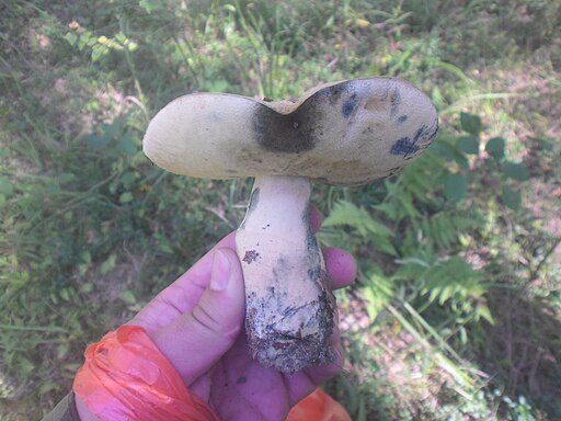 Kornblumen-Röhrling, Gyroporus cyanescens