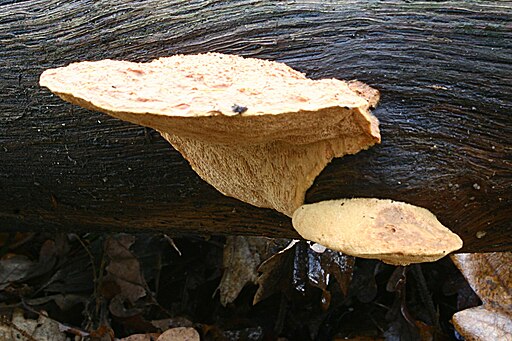 Zimtfarbener Weichporling, Hapalopilus nidulans