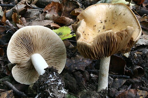 Tongrauer Tränen-Fälbling, Hebeloma crustuliniforme