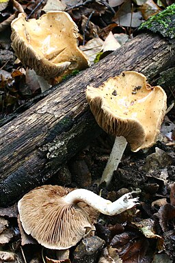 Tongrauer Tränen-Fälbling, Hebeloma crustuliniforme
